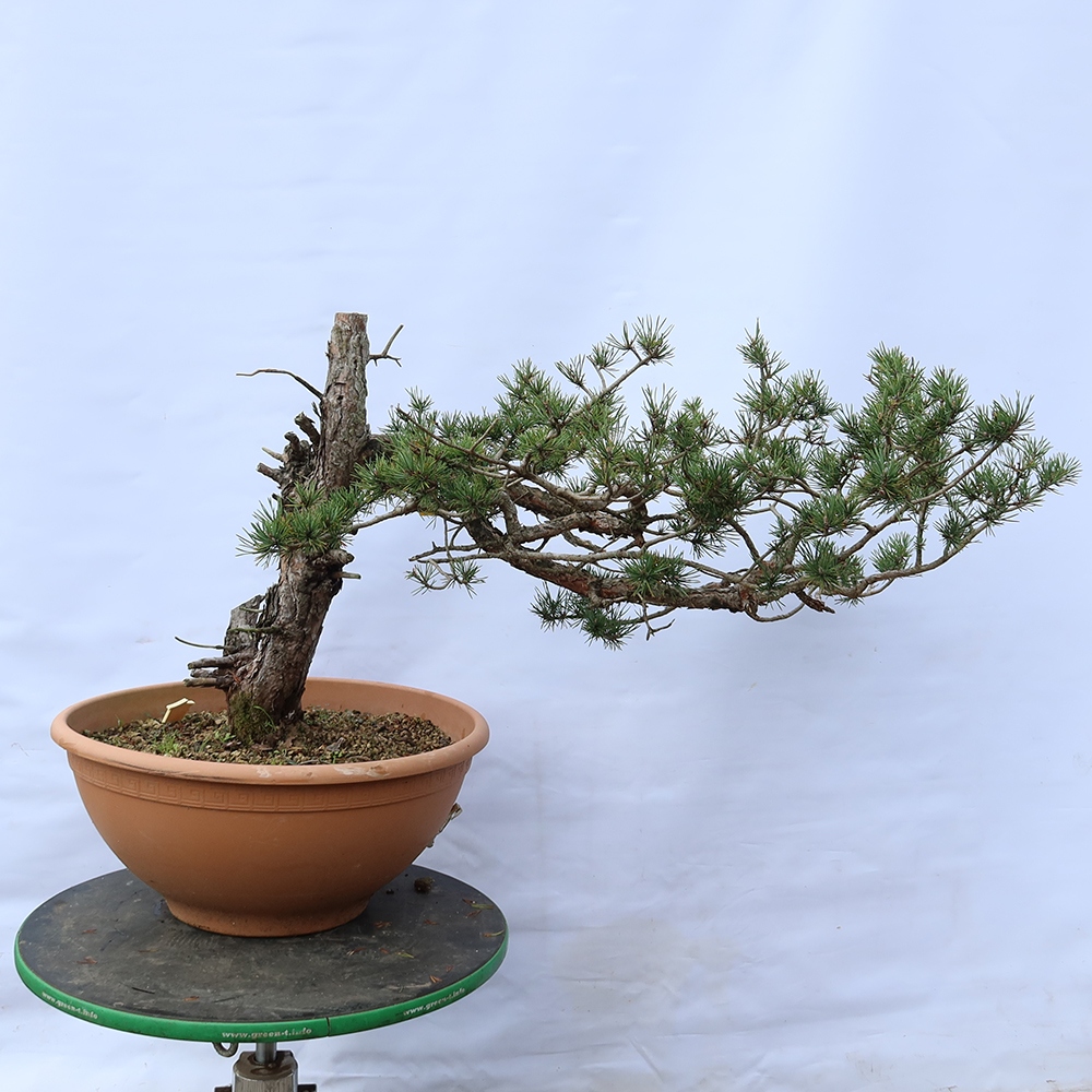 Pinus sylvestris Spain - Scots pine