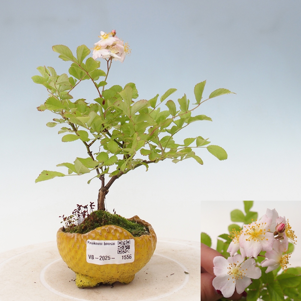 Outdoor bonsai - Rosa sp. - small-flowered rose