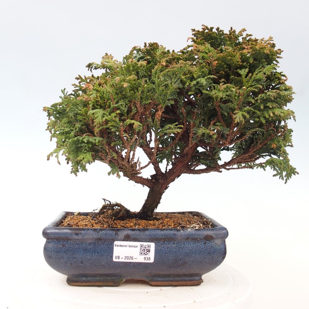 Outdoor bonsai - Cham.pis Parslori - Cypress