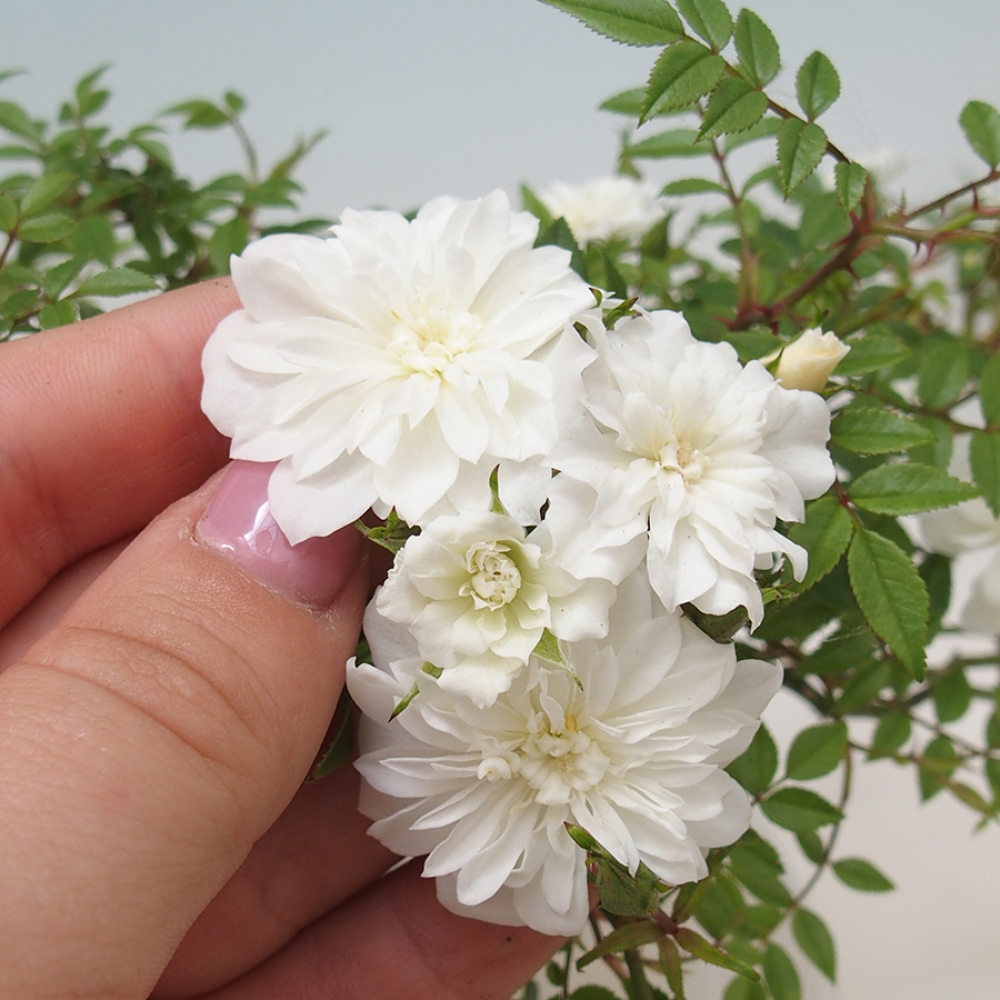 Outdoor bonsai - Rosa Sea Foam -  rose