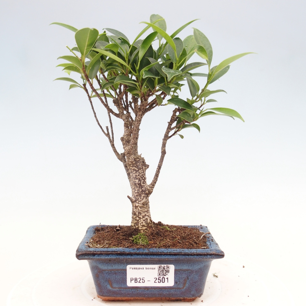 Indoor bonsai - Small-leaved ficus - Ficus kimmen