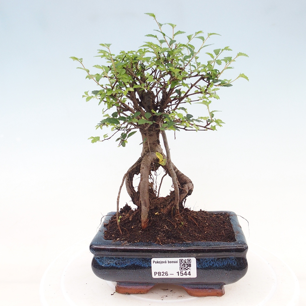 Room bonsai - Ulmus parvifolia - Small-leaved elm