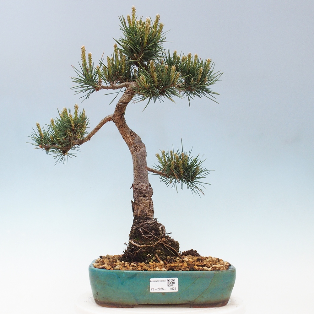 Outdoor bonsai - Pinus Sylvestris - Scots pine