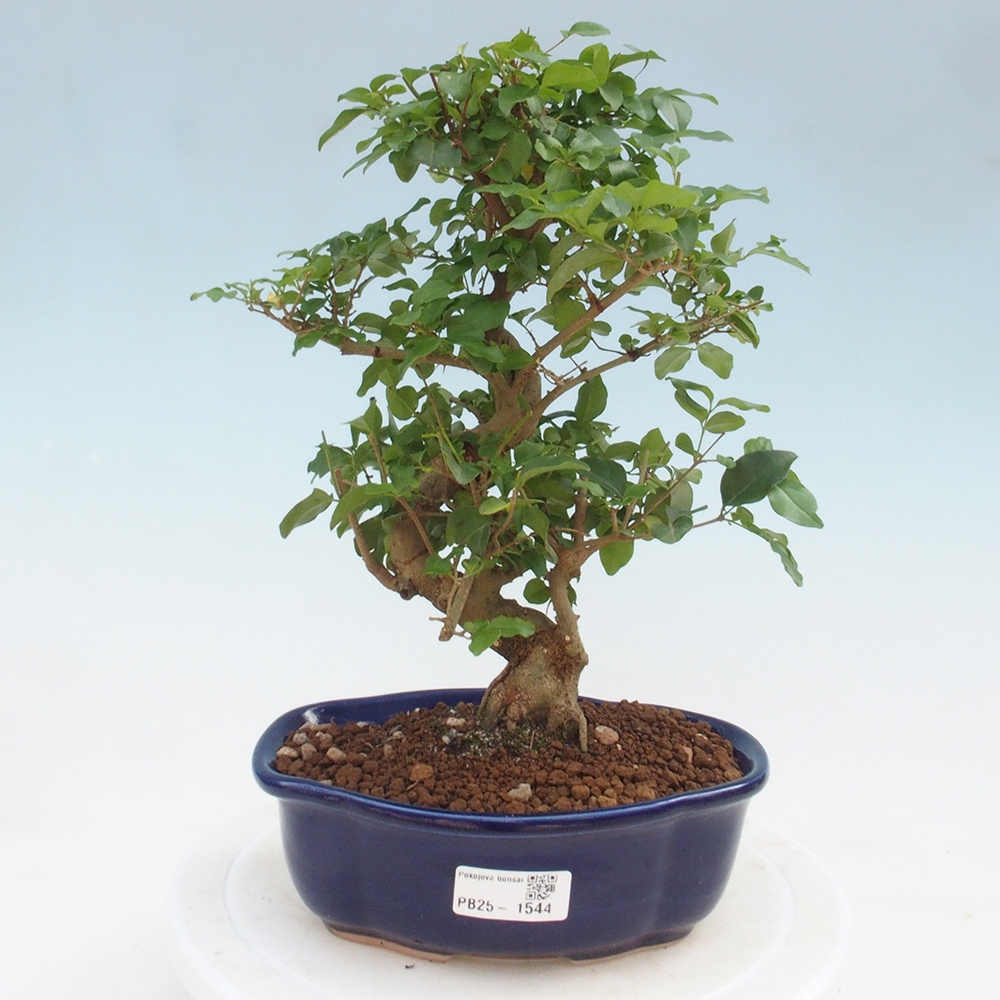 Indoor bonsai -Ligustrum chinensis - Bird's beak
