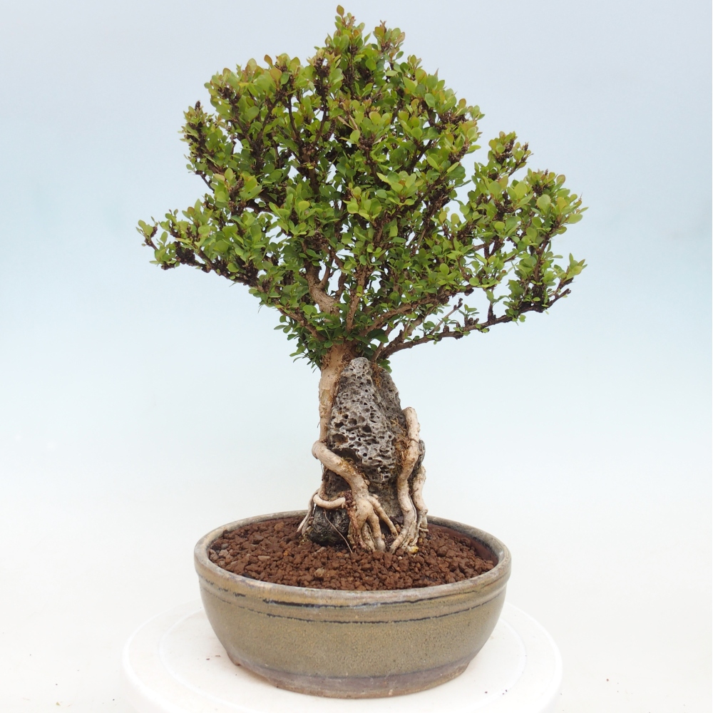 Outdoor bonsai - Berberis coreana