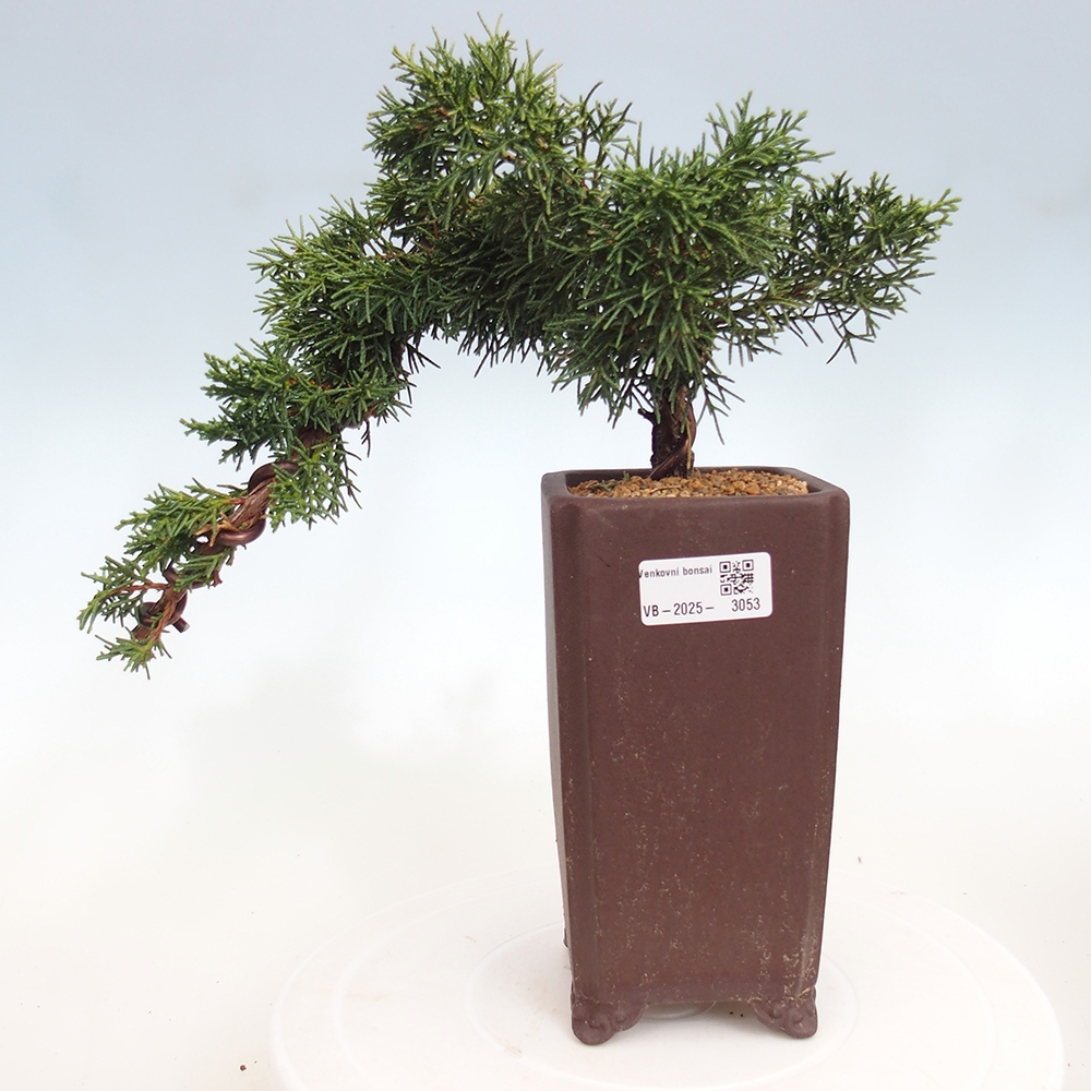 Outdoor bonsai - Juniperus chinensis Kishu - Chinese Juniper