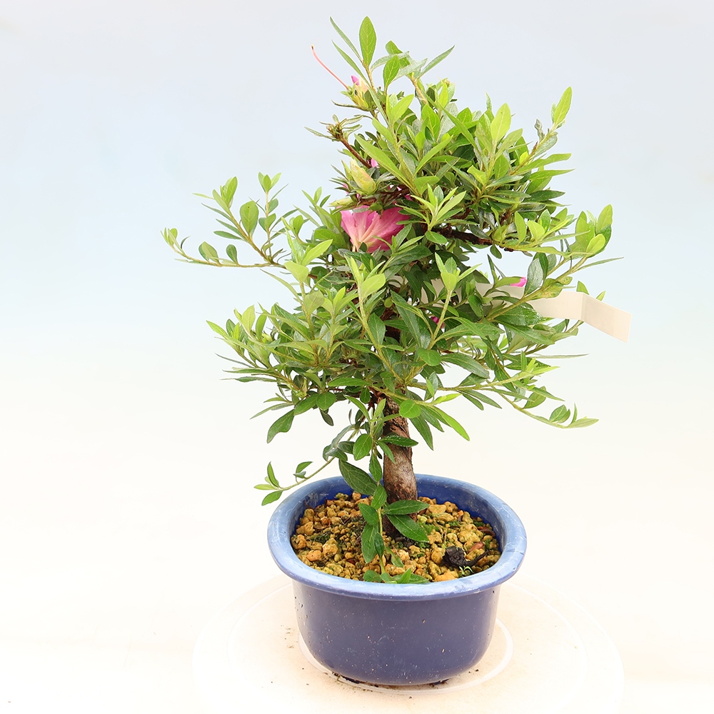 Outdoor bonsai - Japanese Azalea - Azalea Yoko