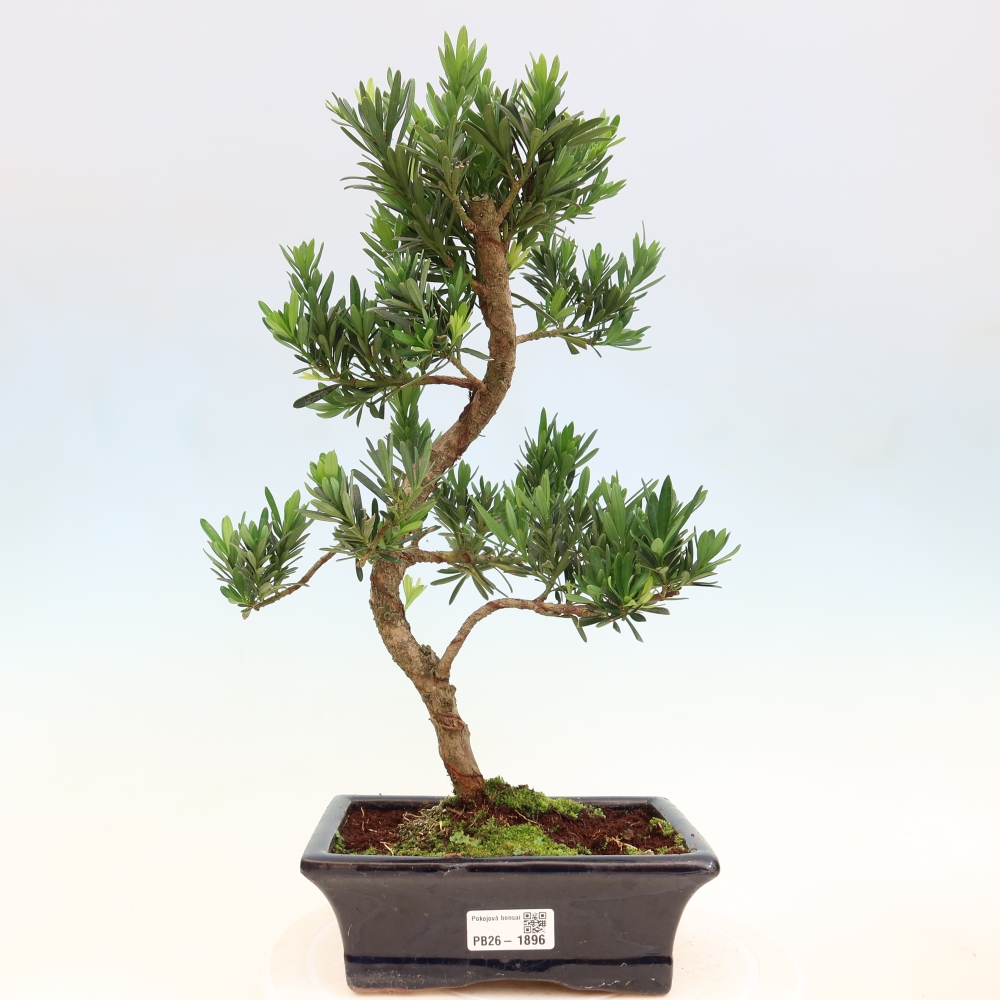 Room bonsai - Podocarpus - Stone Yew