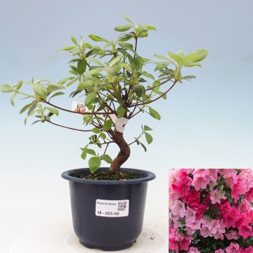 Bonsai Eshop (našem eshopu, vaší bonsai, eshopu naleznete, naší nabídce, bonsai eshopu) Bonsai Eshop