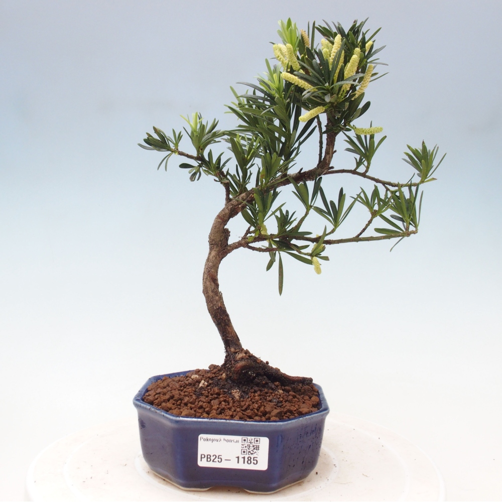 Indoor bonsai - Podocarpus - Stone thous