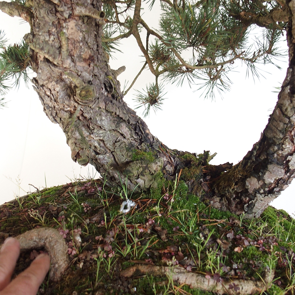 Yamadori - Pinus sylvestris Spain
