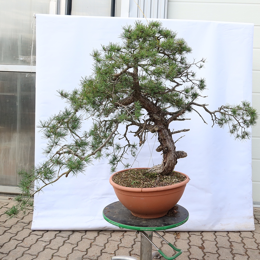 Pinus sylvestris Spain - Scots pine