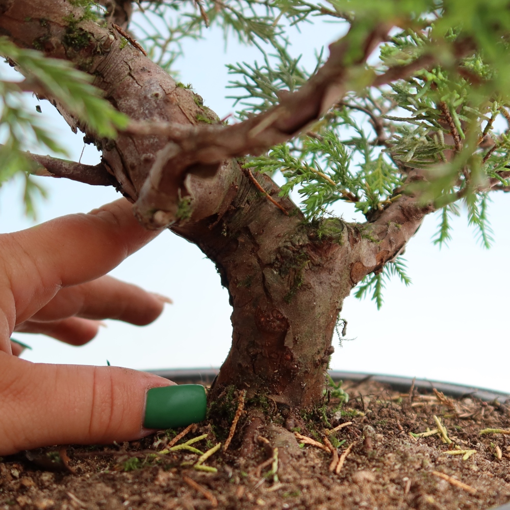Outdoor Bonsai - Juniperus chinensis Itoigawa - Chinese Juniper