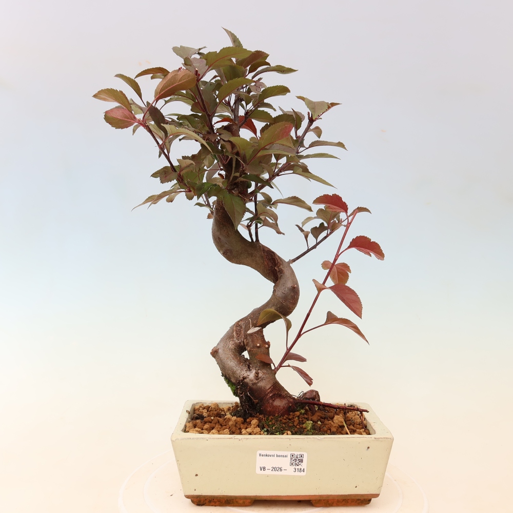 Outdoor bonsai -Malus domestica - Small-fruited red-leaved apple tree