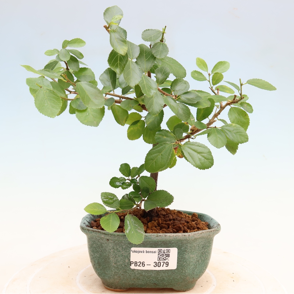Indoor Bonsai—Grewia occidentalis—Lavender Star