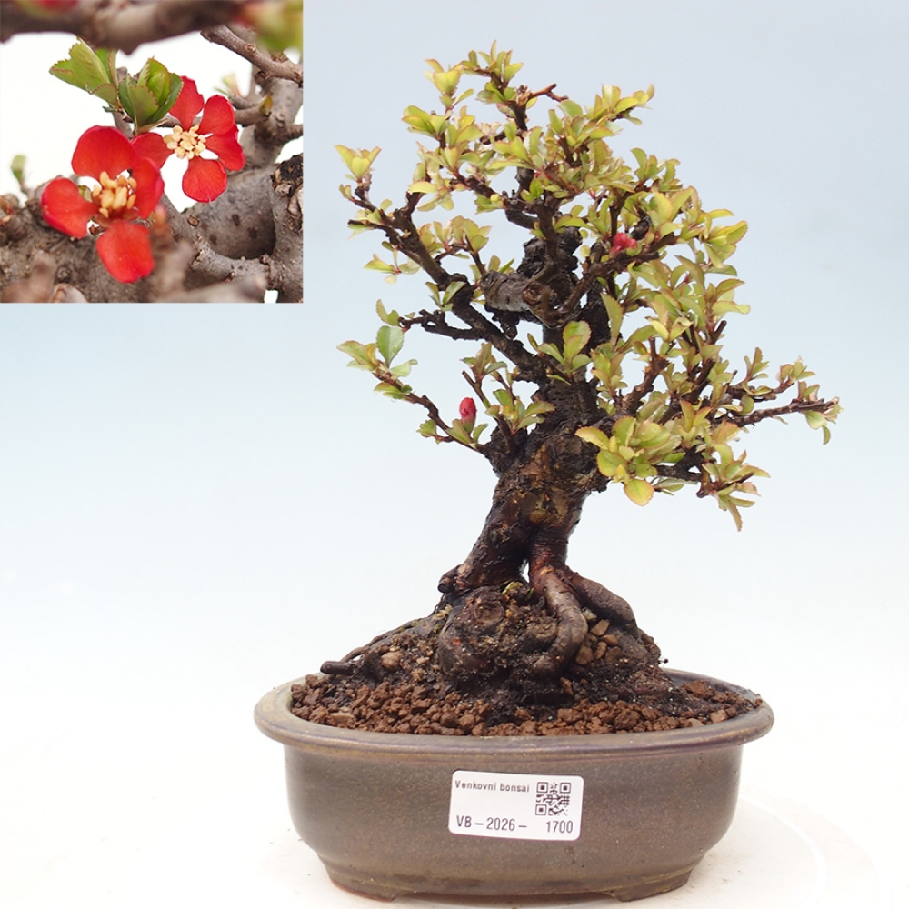 Outdoor bonsai - Chaneomeles speciosa - Quince