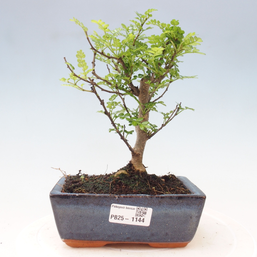 Indoor bonsai - Zantoxylum piperitum - Peppermint