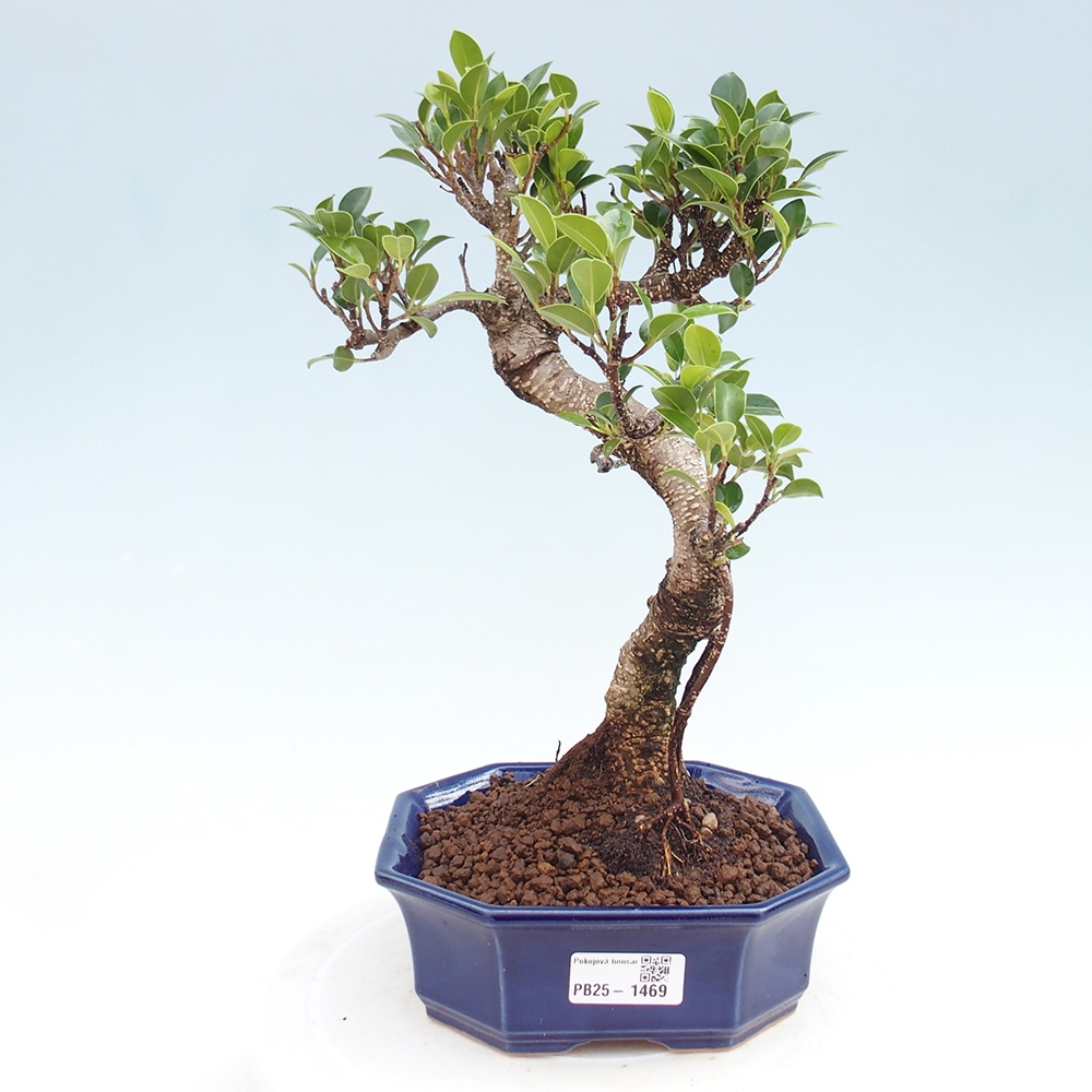 Indoor bonsai - Ficus retusa - small ficus