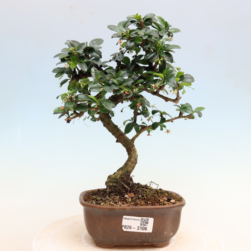 Room bonsai - Carmona macrophylla - Tea fuki