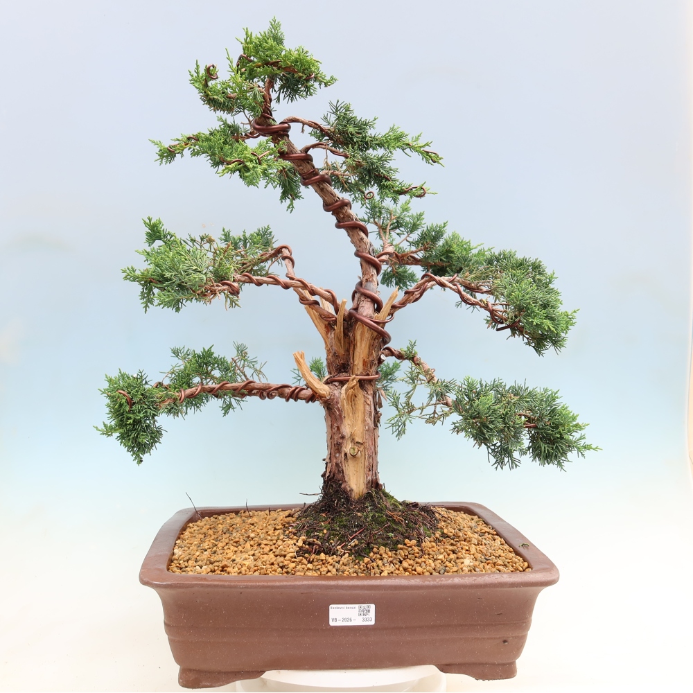 Outdoor bonsai - Juniperus chinensis Kishu
