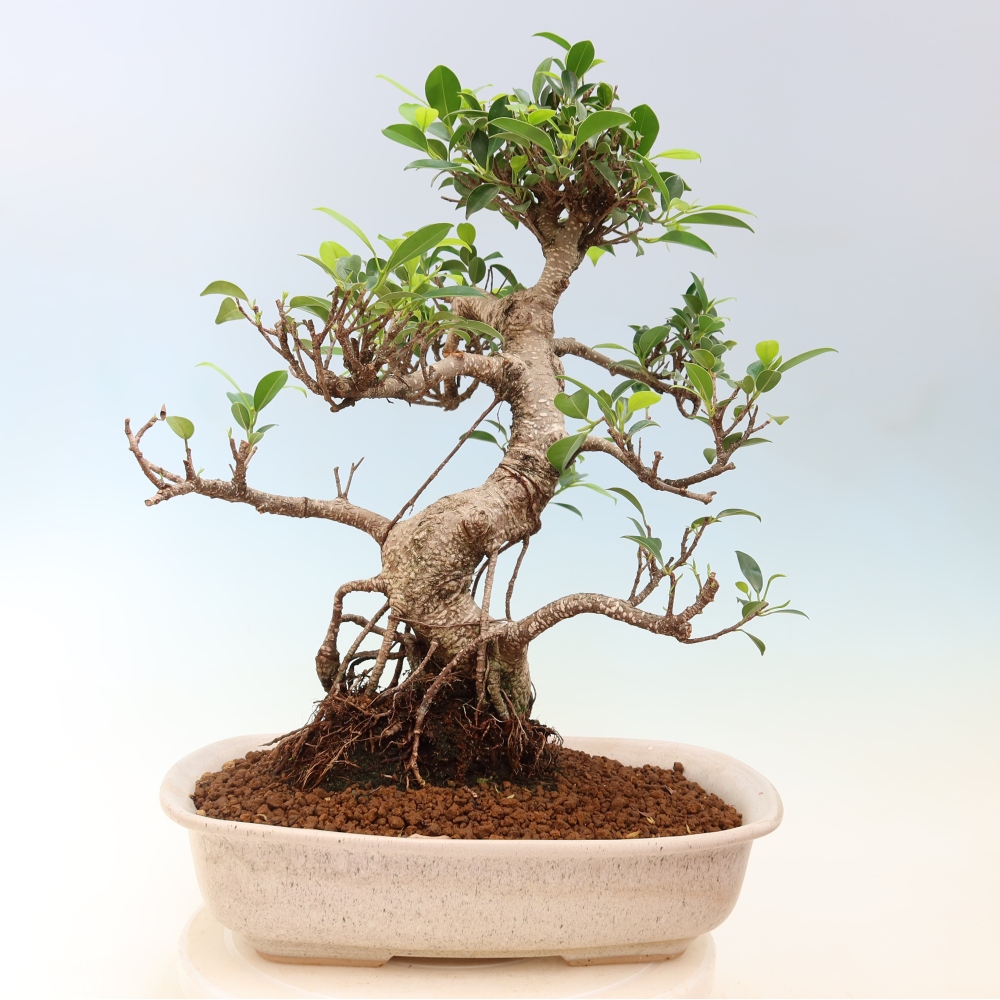 Room bonsai - Ficus kimmen - small-leaved ficus