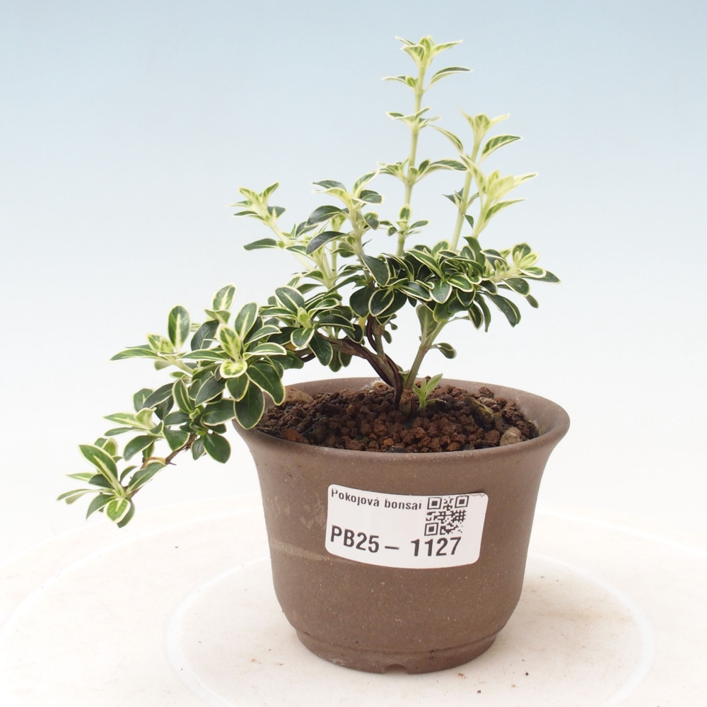 Indoor bonsai - Serissa foetida Variegata - Tree of a thousand stars