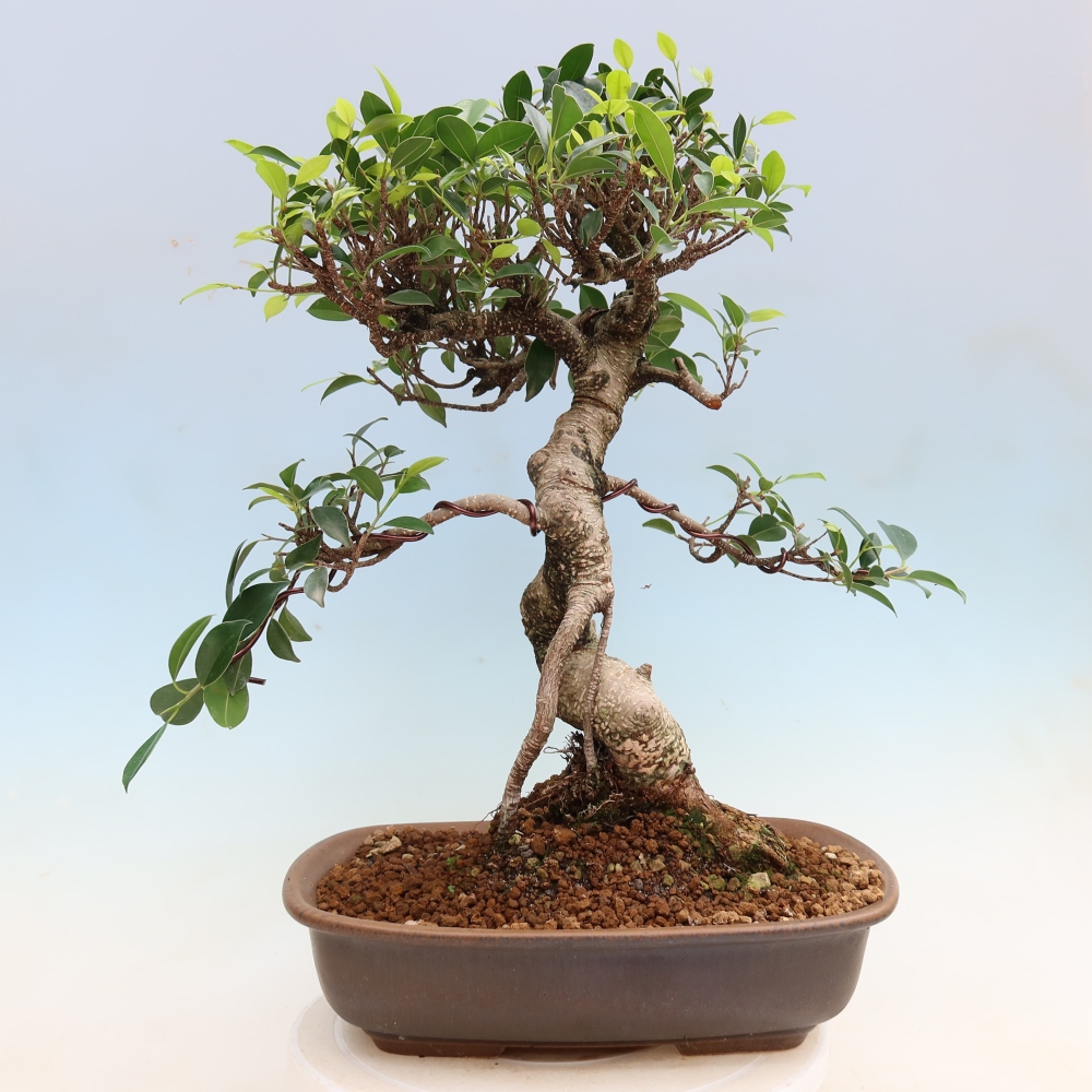 Room bonsai - Ficus kimmen - small-leaved ficus