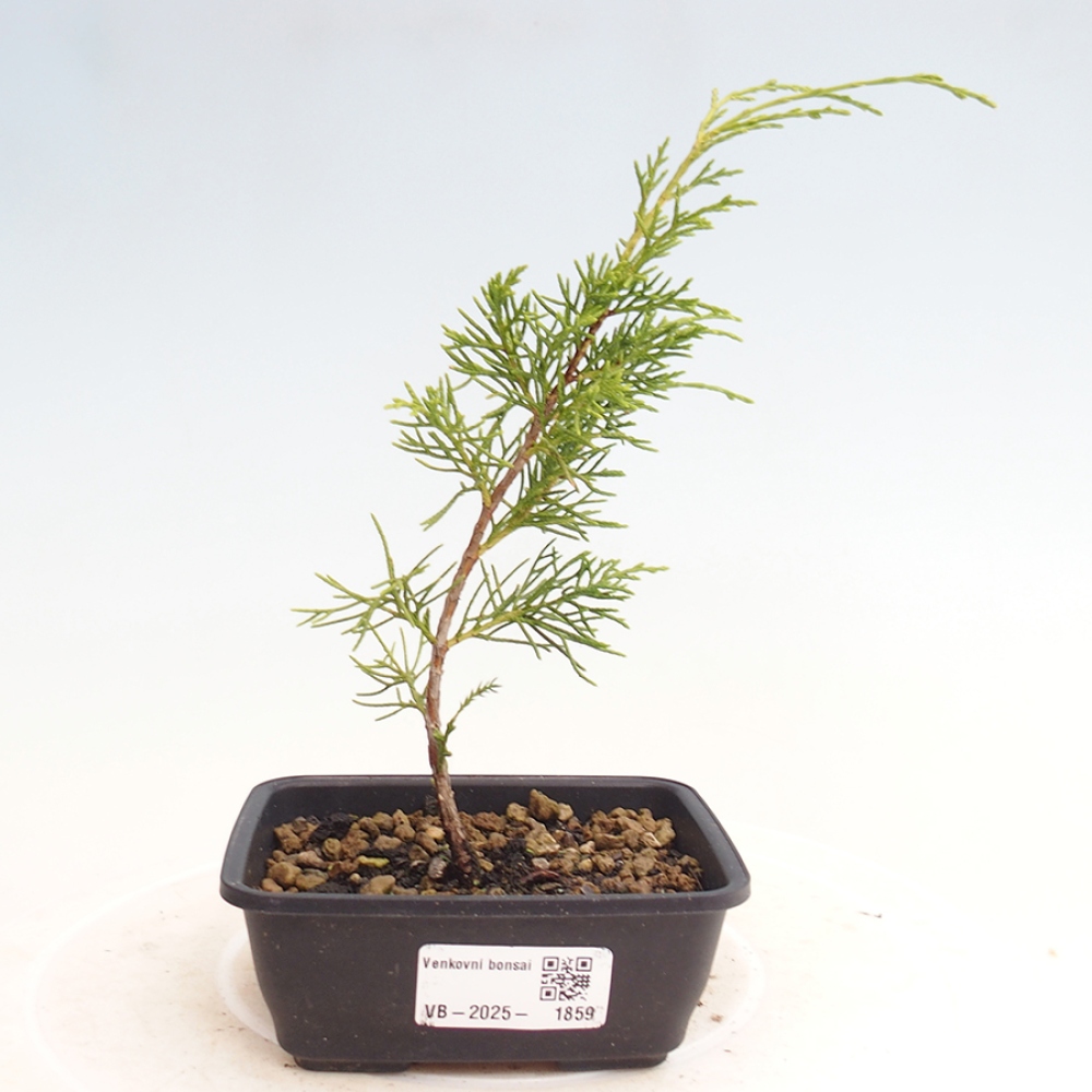 Outdoor bonsai - Juniperus chinensis Itoigawa - Chinese juniper
