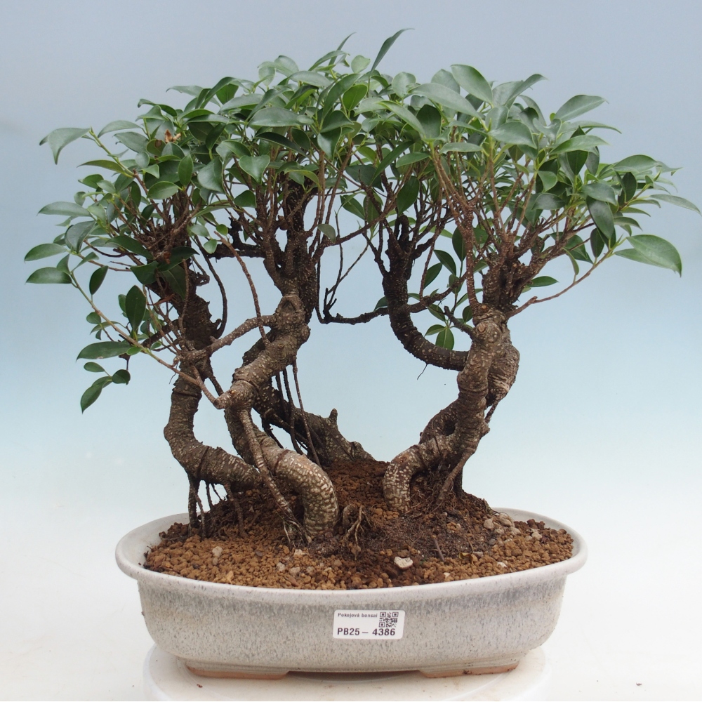 Room bonsai - Ficus kimmen - small-leaved ficus