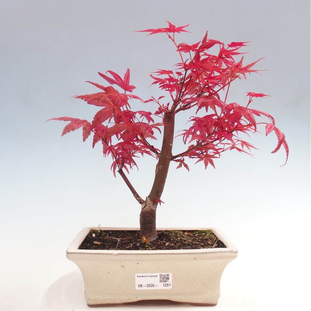 Outdoor bonsai - Acer palmatum DESHOJO