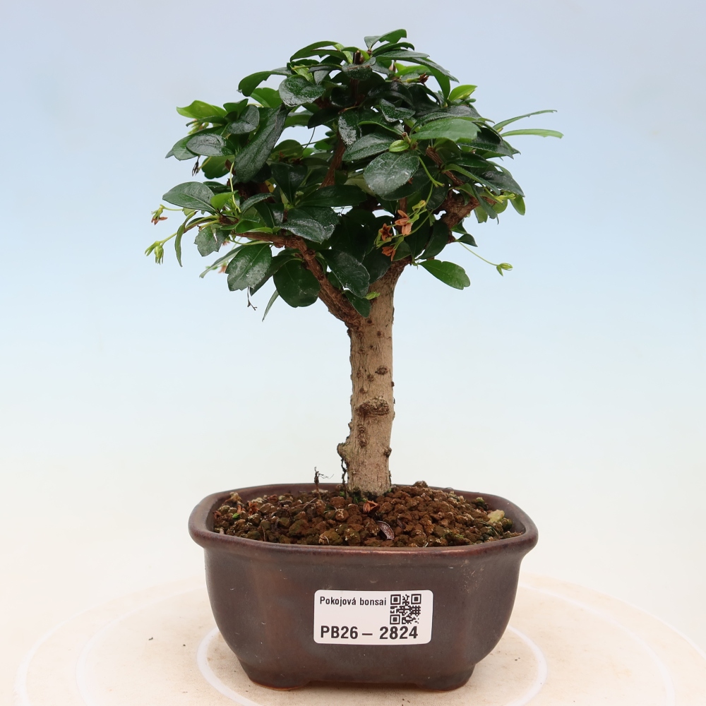 Room bonsai - Carmona macrophylla - Tea fuki