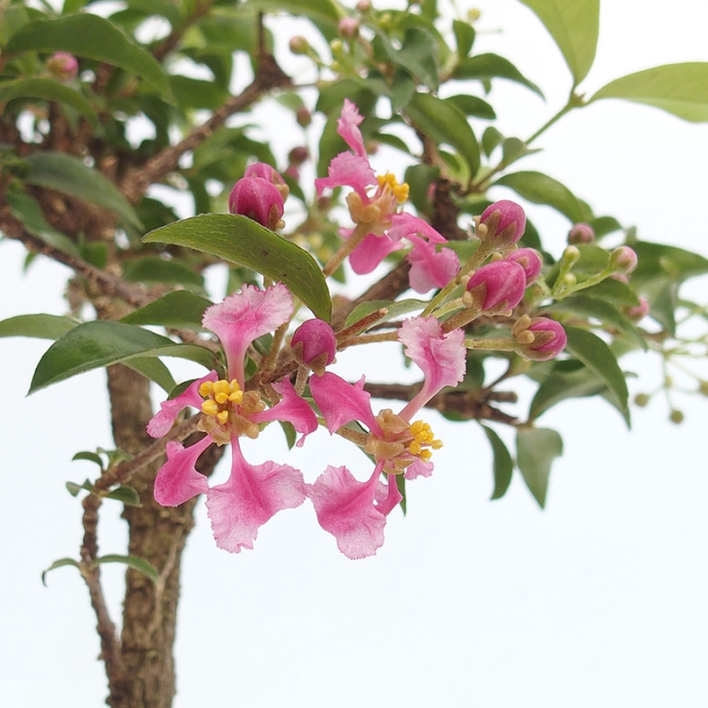 Indoor Bonsai - Barbados Cherry (Malpighia glabra) 