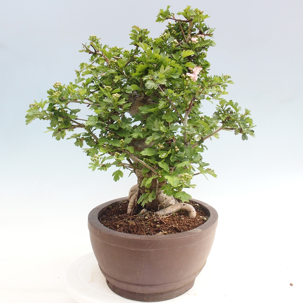 Outdoor bonsai - Hawthorn - Crataegus laevigata Paula
