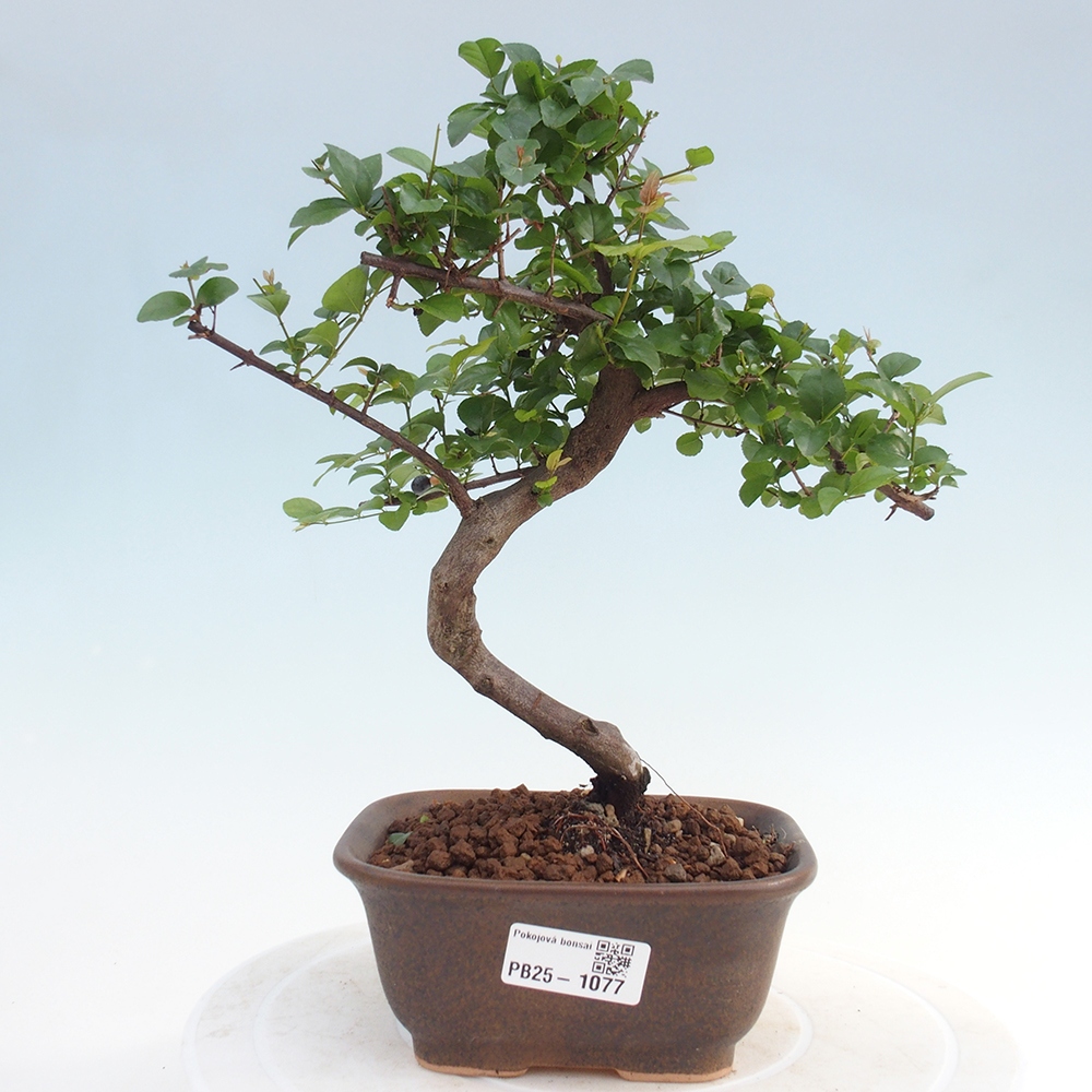 Indoor bonsai - Sagerécie thea - Sagerécie thea