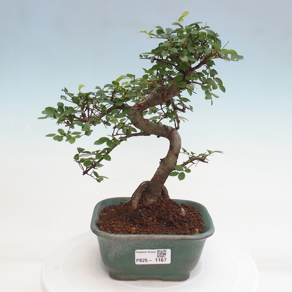 Room bonsai - Ulmus parvifolia - Small-leaved elm