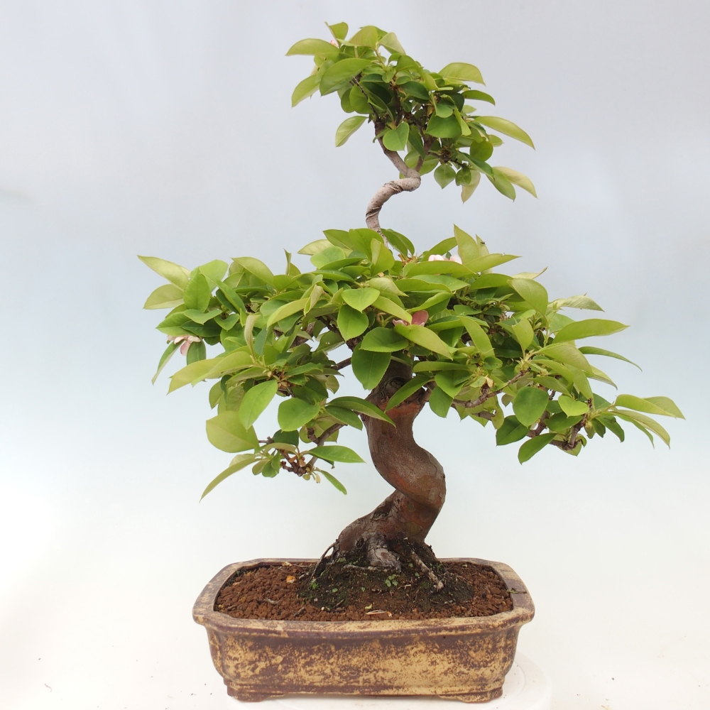 Outdoor bonsai - Pseudocydonia sinensis - Chinese quince