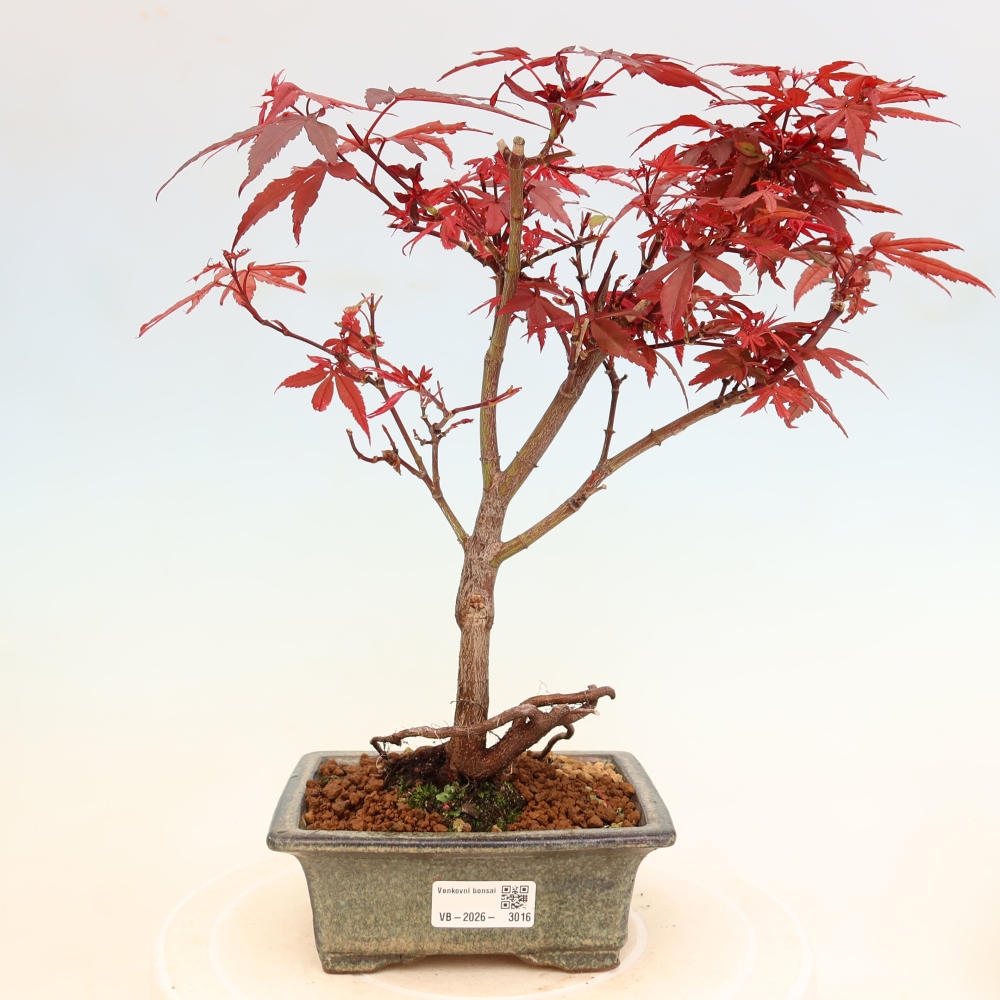 Outdoor Bonsai - Japanese Maple - Acer palmatum 'Berry Broom' 