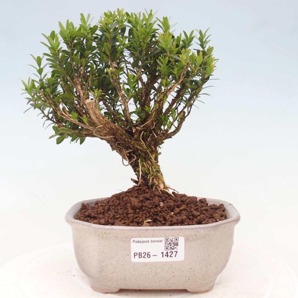 Room bonsai - Buxus harlandii - cork buxus