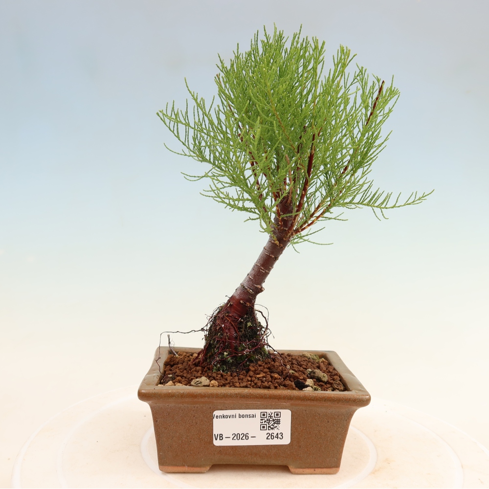 Outdoor Bonsai - Tamarisk - Tamarix