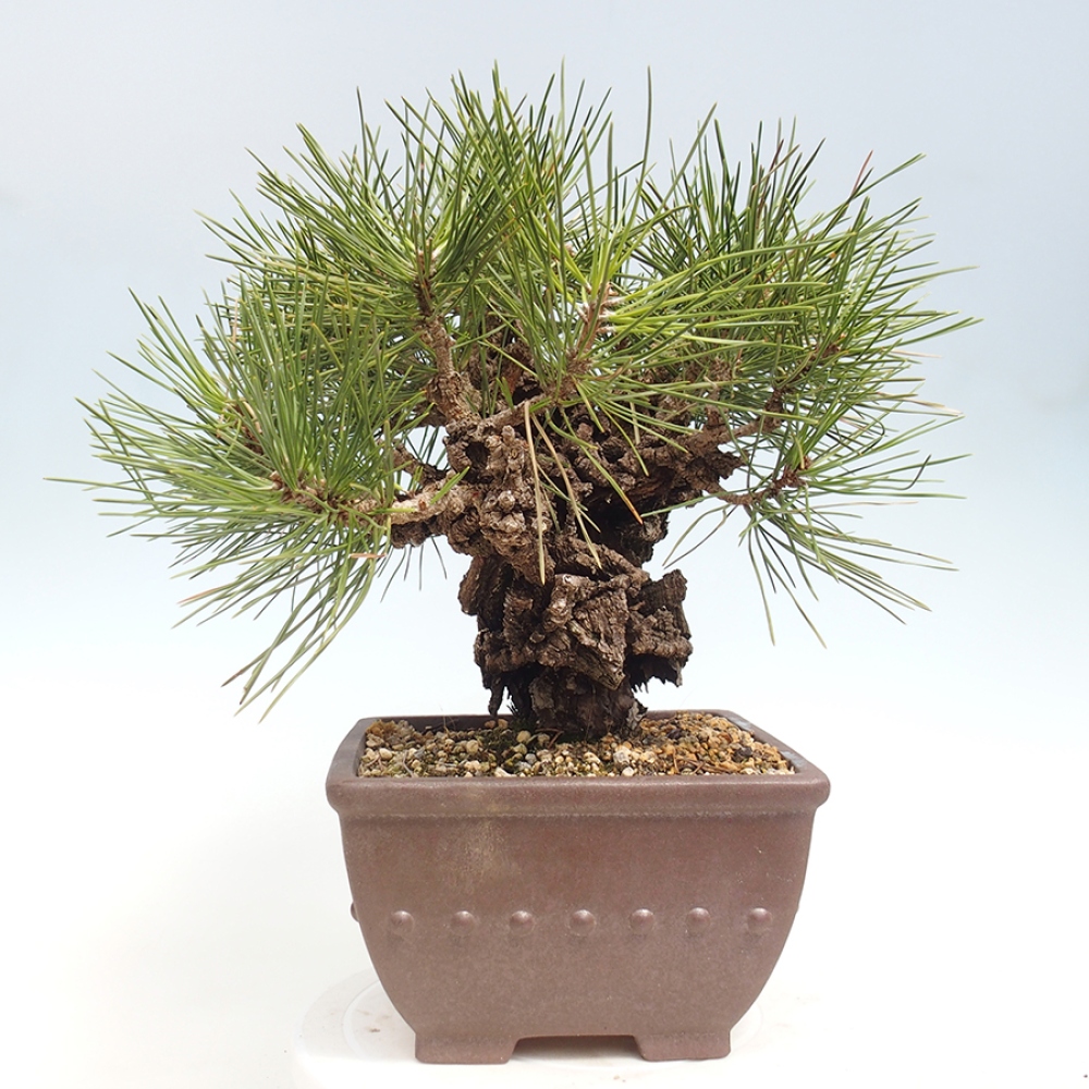 Outdoor bonsai - Pinus thunbergii - Thunberg pine