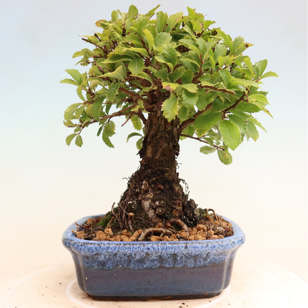 Outdoor bonsai - Zelkova - Zelkova NIRE