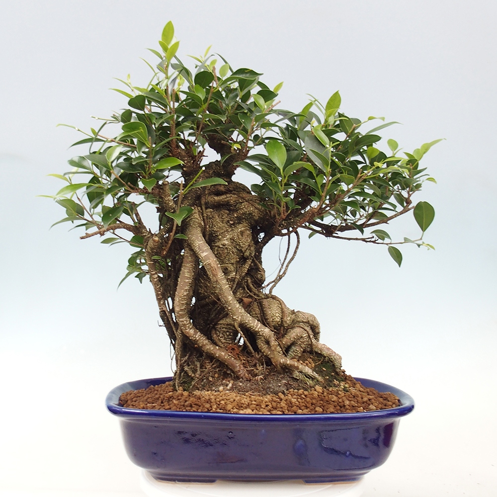 Room bonsai - Ficus kimmen - small-leaved ficus - PERSONAL COLLECTION ONLY or pallet transport
