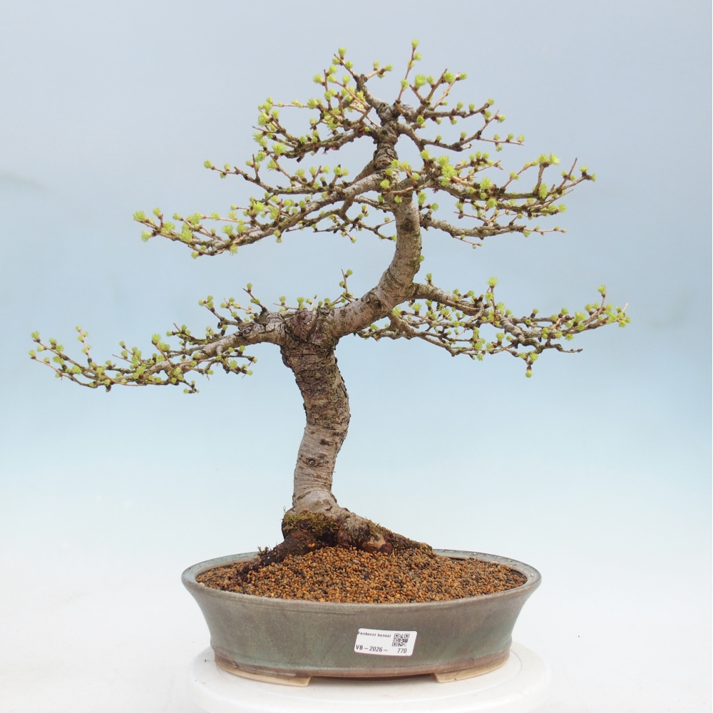 Outdoor bonsai -Larix decidua - Larch
