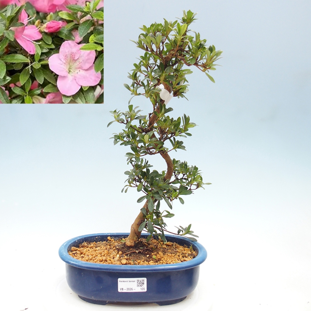 Outdoor bonsai - Japanese Azalea - Azalea Santoka