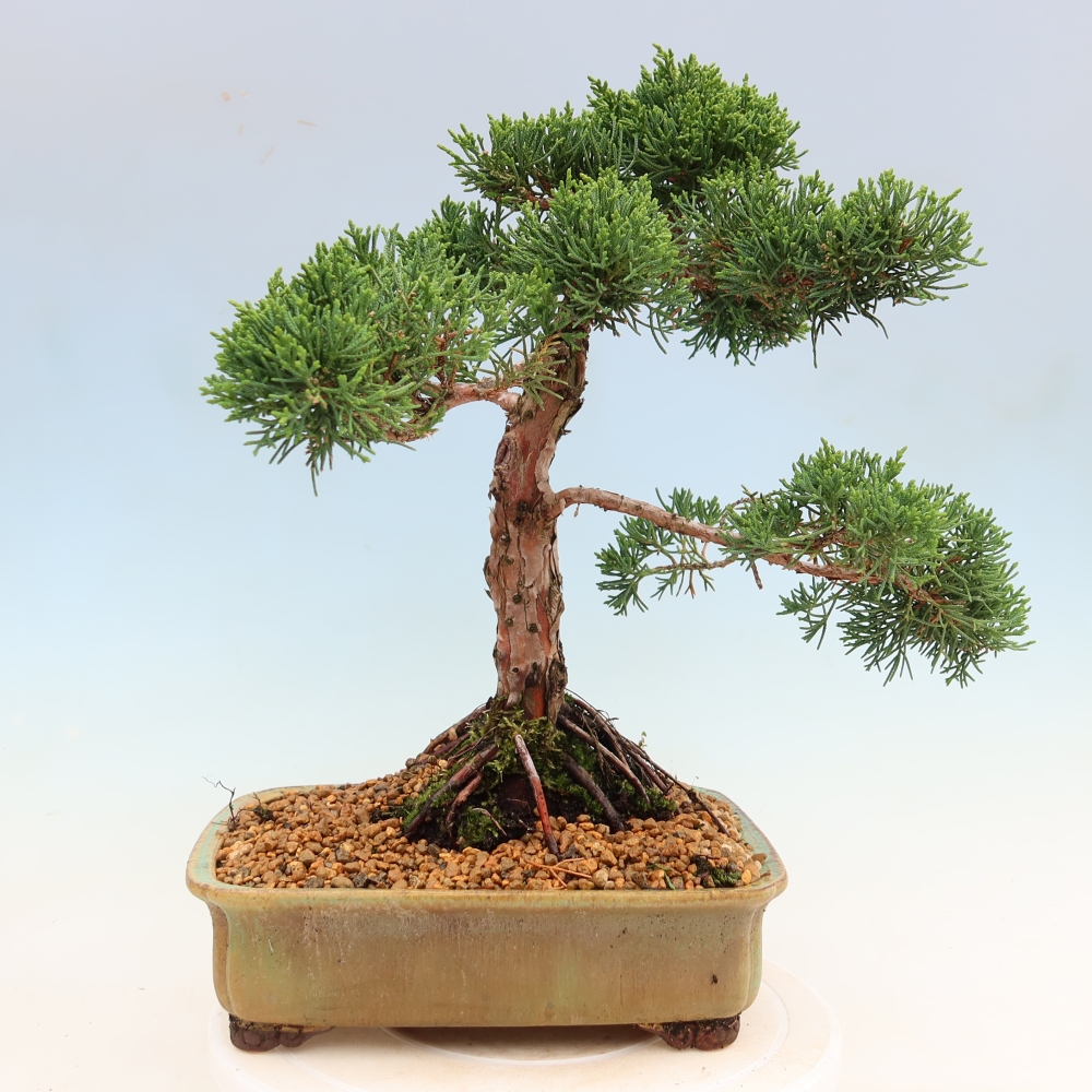 Outdoor bonsai - Juniperus chinensis Kishu