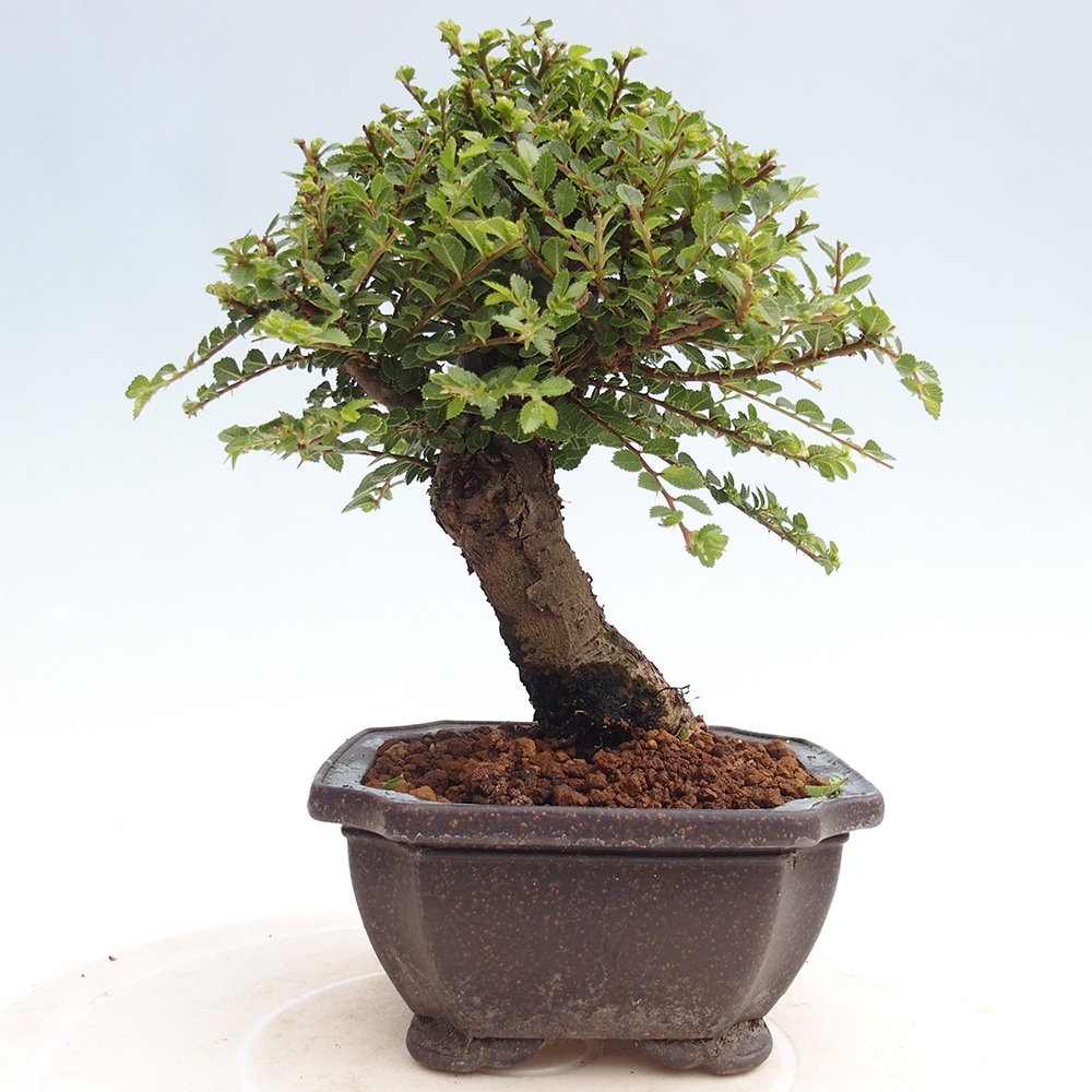 Outdoor bonsai - Ulmus parvifolia Hokkaido - Chinese elm
