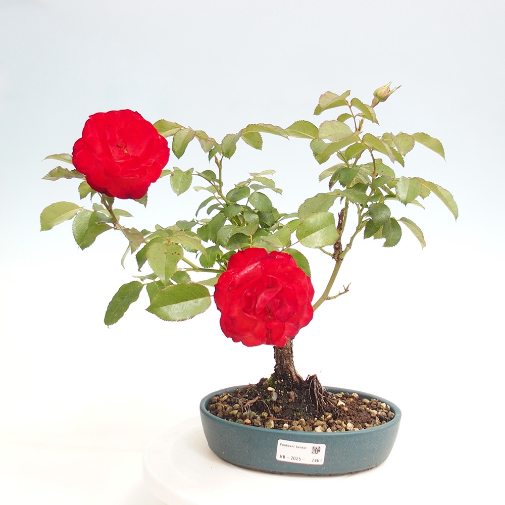 Outdoor bonsai - Rosa Kordes -  rose