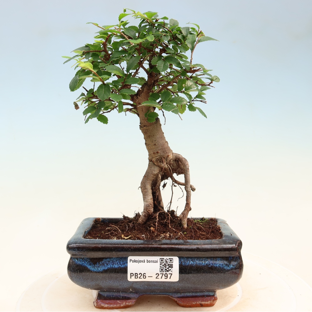 Room bonsai - Ulmus parvifolia - Small-leaved elm
