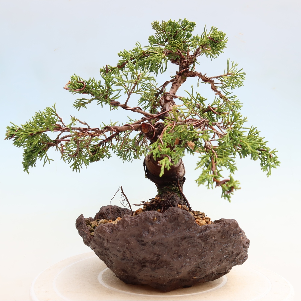 Outdoor Bonsai - Juniperus chinensis Itoigawa - Chinese Juniper