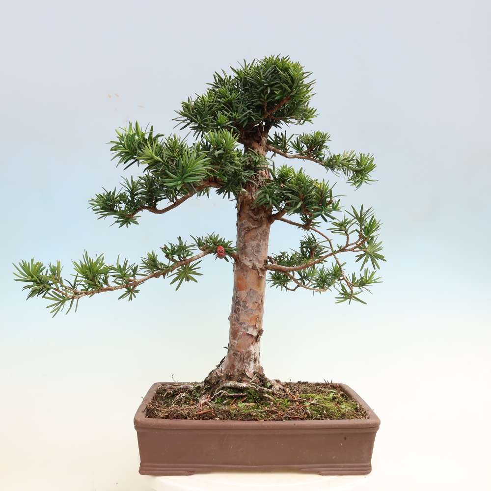 Outdoor Bonsai - Taxus cuspidata  - Japanese Yew